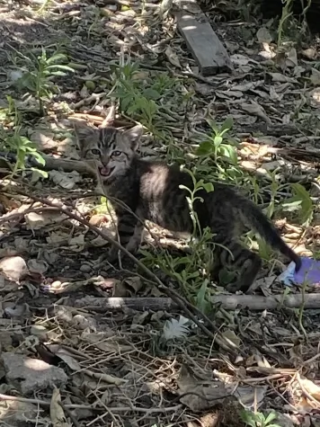 elia il cucciolo di gatto  | Foto 0