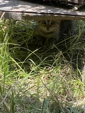 elia il cucciolo di gatto 