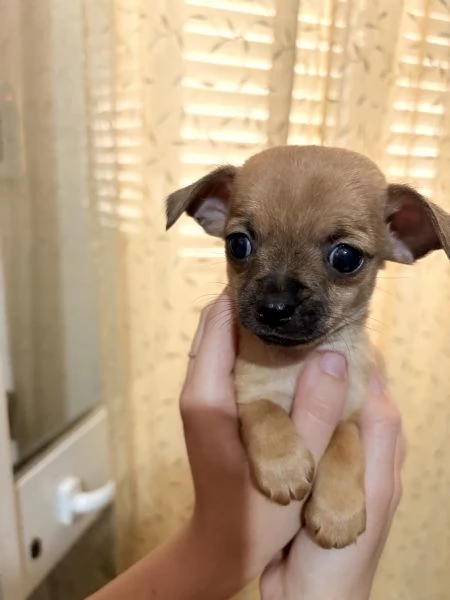 Cuccioli chiuhuahua  | Foto 0