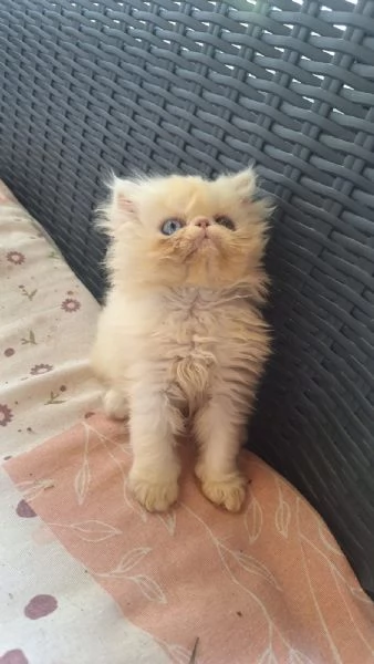 due gattini perisani ipertipici cercano casa | Foto 2