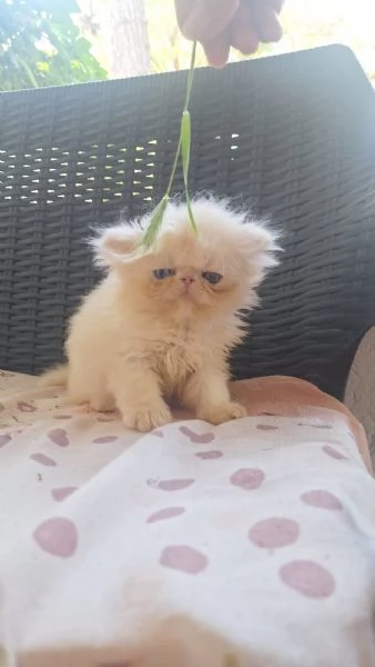 due gattini perisani ipertipici cercano casa | Foto 1