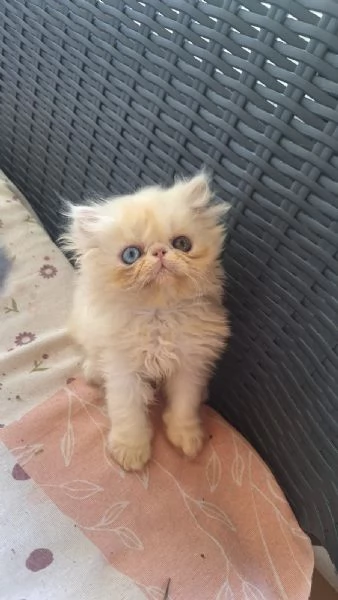 due gattini perisani ipertipici cercano casa | Foto 0