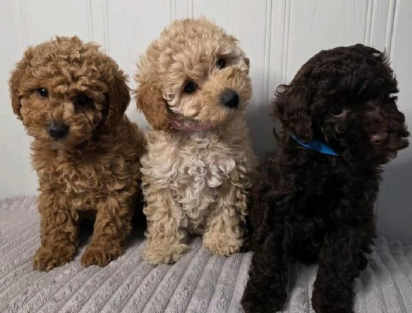 Regala i nostri cuccioli di Barboncino, maschio e femmina