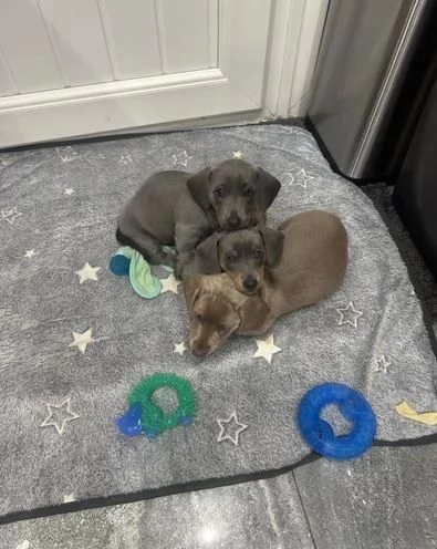 Regala i nostri cuccioli di Bassotto maschio e femmina | Foto 0