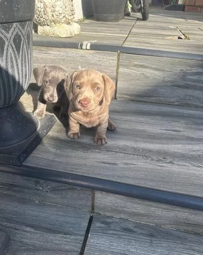 Regala i nostri cuccioli di Bassotto maschio e femmina