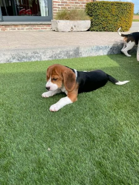 Regala i nostri cuccioli di Beagle maschio e femmina | Foto 2