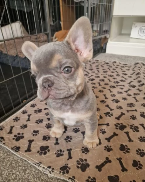 Regala i nostri cuccioli di Bouledogue maschio e femmina