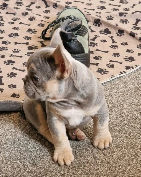 Regala i nostri cuccioli di Bouledogue maschio e femmina | Foto 2