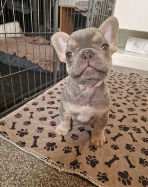 Regala i nostri cuccioli di Bouledogue maschio e femmina | Foto 0