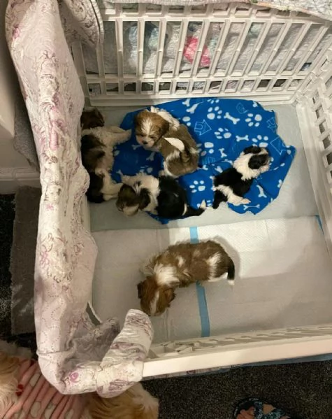 Regala i nostri cuccioli di Shitzu maschio e femmina | Foto 2