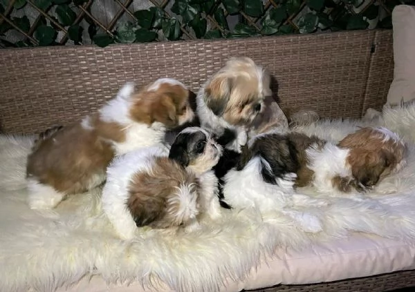 Regala i nostri cuccioli di Shitzu maschio e femmina | Foto 1