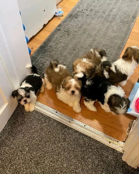 Regala i nostri cuccioli di Shitzu maschio e femmina
