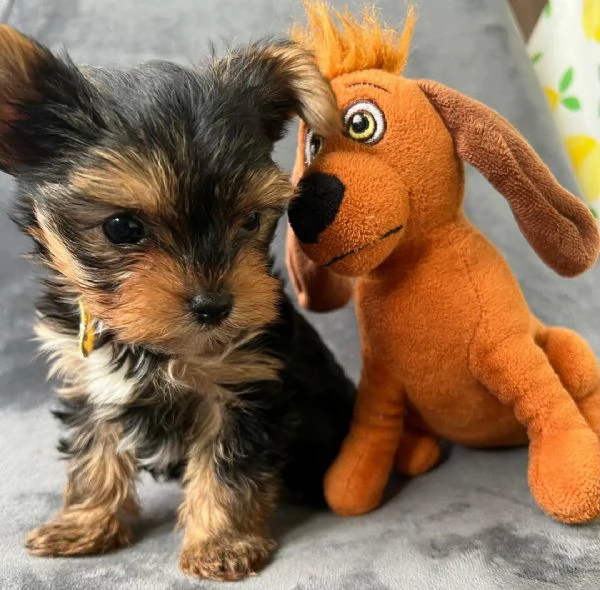 Regala i nostri cuccioli di Yorkshire maschio e femmina | Foto 2