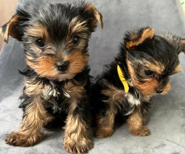 Regala i nostri cuccioli di Yorkshire maschio e femmina | Foto 1