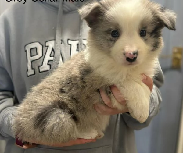 Regala i nostri cuccioli di Border Collie maschio e femmina | Foto 2