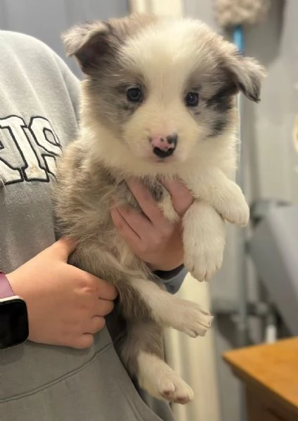 Regala i nostri cuccioli di Border Collie maschio e femmina | Foto 1