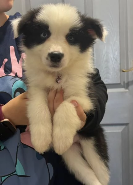 Regala i nostri cuccioli di Border Collie maschio e femmina | Foto 0