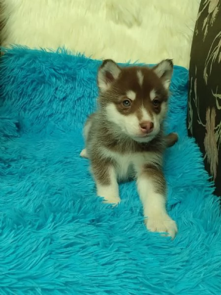 Regala i nostri cuccioli di Husky maschio e femmina