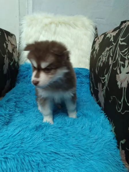 Regala i nostri cuccioli di Husky maschio e femmina | Foto 2