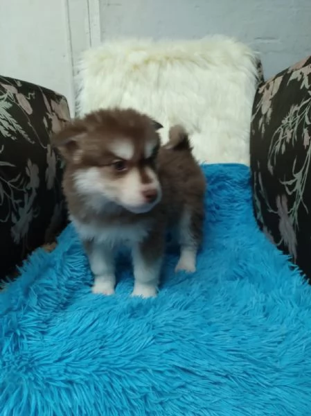 Regala i nostri cuccioli di Husky maschio e femmina | Foto 1