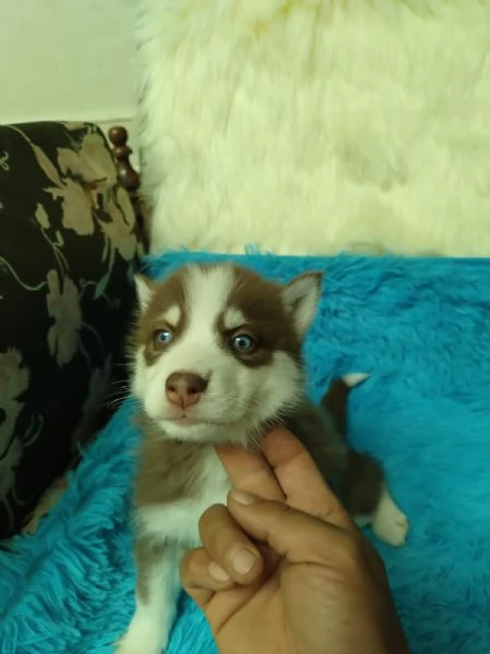 Regala i nostri cuccioli di Husky maschio e femmina | Foto 0