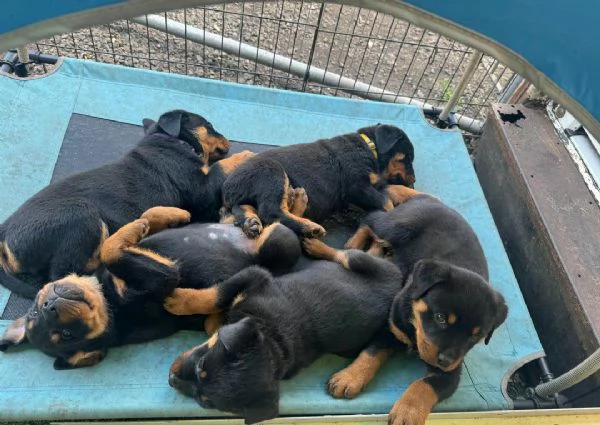 Regala i nostri cuccioli di Rottweiler maschio e femmina