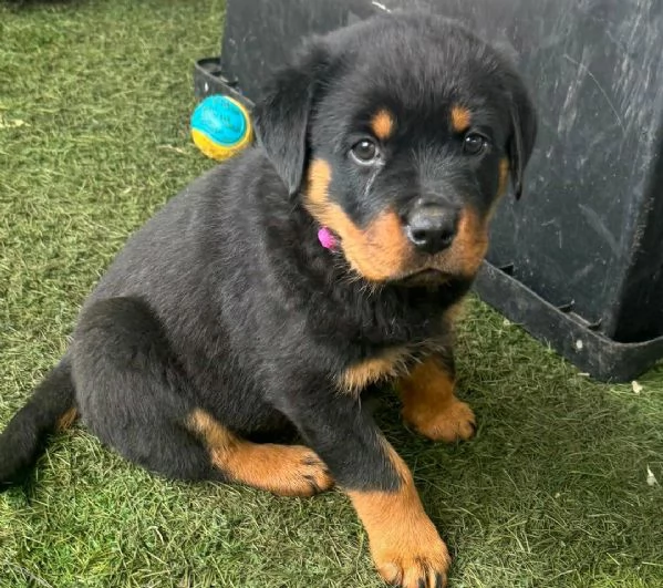 Regala i nostri cuccioli di Rottweiler maschio e femmina | Foto 1