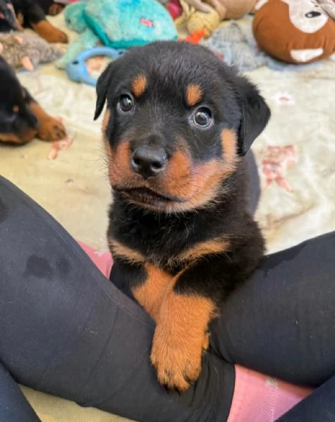 Regala i nostri cuccioli di Rottweiler maschio e femmina | Foto 0