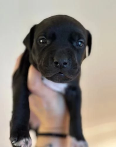 Regala i nostri cuccioli di Pitbull maschio e femmina | Foto 0