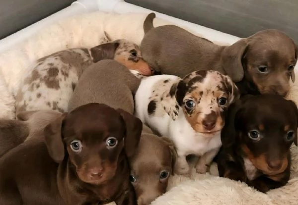Regalo Cuccioli di Bassotto maschi e femmine appena nati | Foto 2
