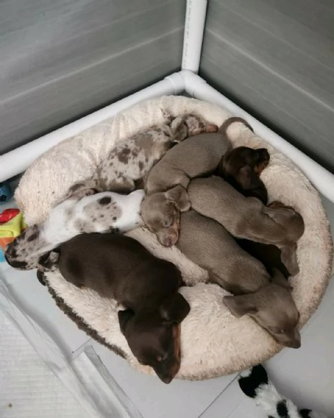 Regalo Cuccioli di Bassotto maschi e femmine appena nati | Foto 1