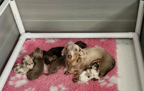 Regalo Cuccioli di Bassotto maschi e femmine appena nati | Foto 0