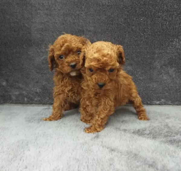 Regalo Cuccioli di  Barboncino maschi e femmine appena nati | Foto 2