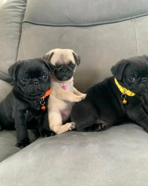 Regalo Cuccioli di  Carlino maschi e femmine appena nati | Foto 1