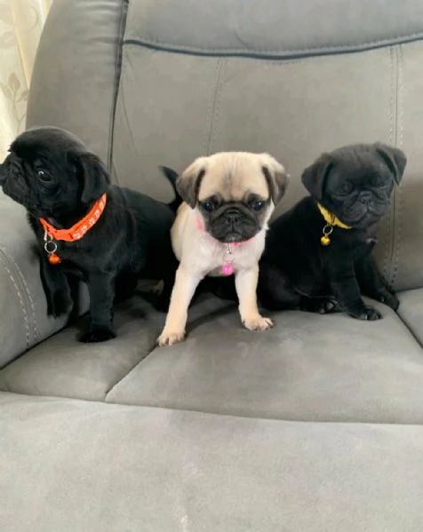 Regalo Cuccioli di  Carlino maschi e femmine appena nati | Foto 0