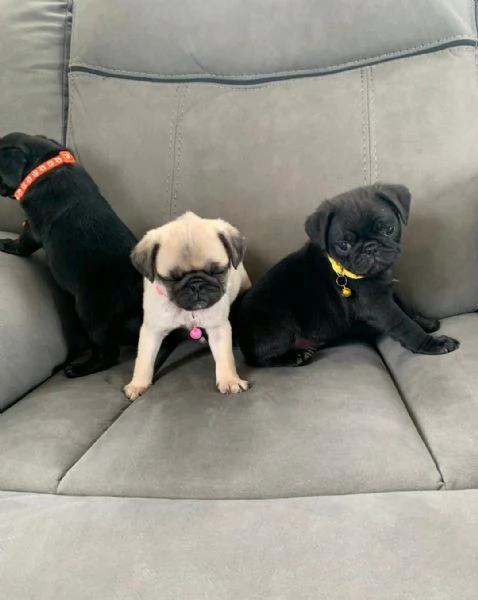 Regalo Cuccioli di  Carlino maschi e femmine appena nati