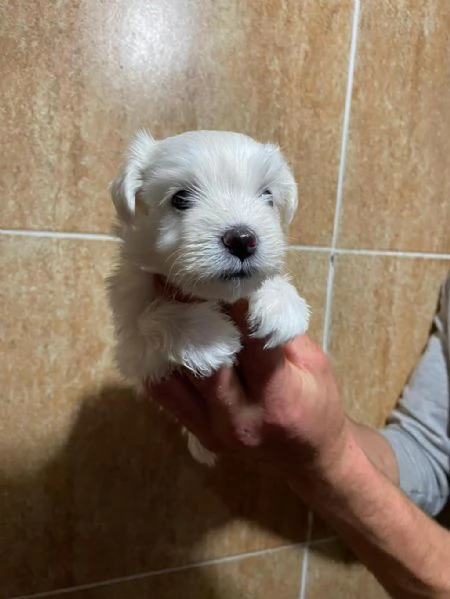 Regalo Cuccioli di  Maltese maschi e femmine appena nati | Foto 1