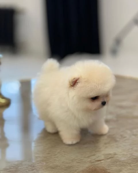 Regalo Cuccioli di  Volpino Pomerania maschi e femmine appena nati | Foto 1