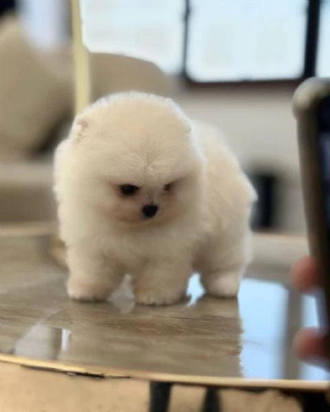 Regalo Cuccioli di  Volpino Pomerania maschi e femmine appena nati | Foto 0