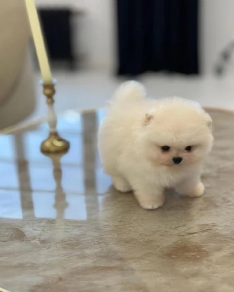 Regalo Cuccioli di  Volpino Pomerania maschi e femmine appena nati
