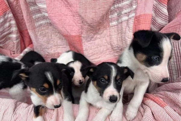 Regalo Cuccioli di  Bearded Collie maschi e femmine appena nati | Foto 2