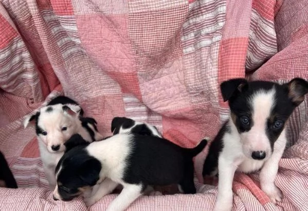 Regalo Cuccioli di  Bearded Collie maschi e femmine appena nati | Foto 1