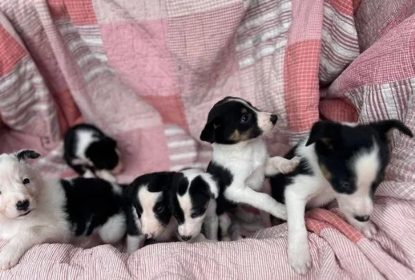 Regalo Cuccioli di  Bearded Collie maschi e femmine appena nati | Foto 0