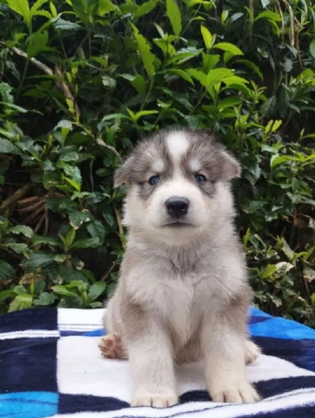 Regalo Cuccioli di  Husky maschi e femmine appena nati | Foto 3