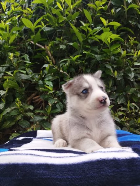 Regalo Cuccioli di  Husky maschi e femmine appena nati | Foto 1