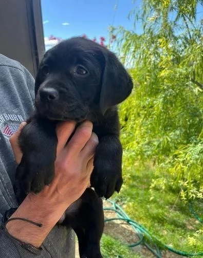 Regalo Cuccioli di  Labrador maschi e femmine appena nati | Foto 1