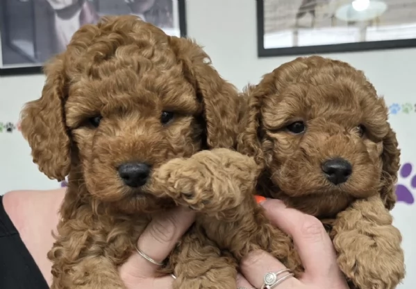 Regala un cucciolo di Barboncino Toy