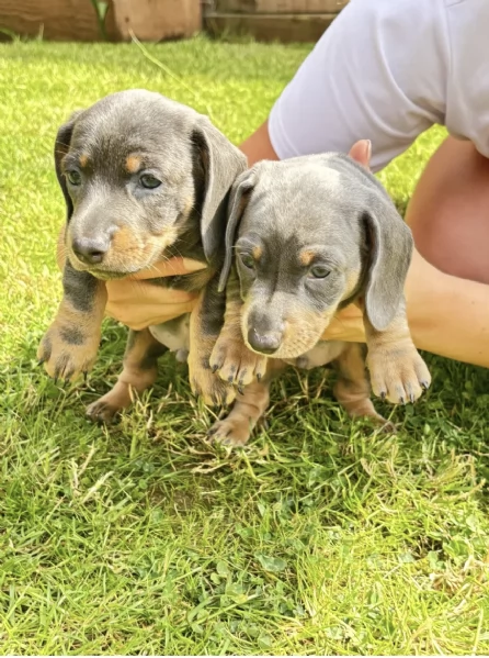 Regala un cucciolo di  Bassotto