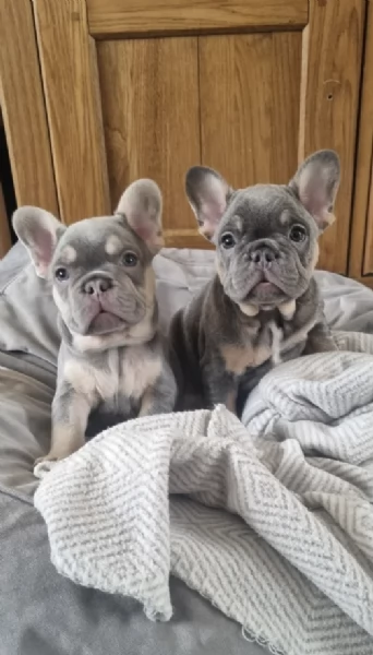 Regala un cucciolo di Bulldog Francese