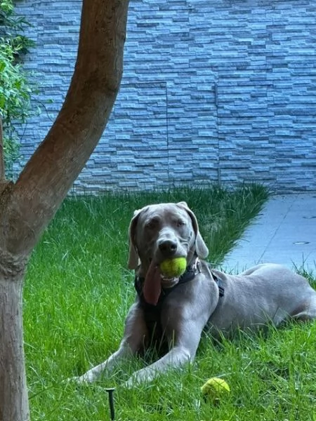 DOLCE ARNAUT | Foto 1